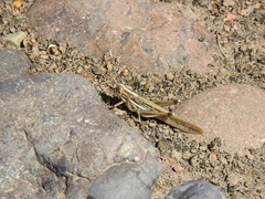 Schistocerca cancellata