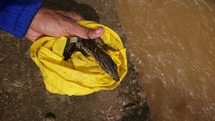 Varanus salvator bivittatus