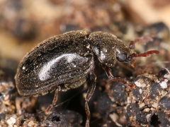 Dorcatoma dresdensis