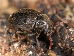 Dorcatoma dresdensis