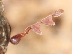 Dorcatoma dresdensis