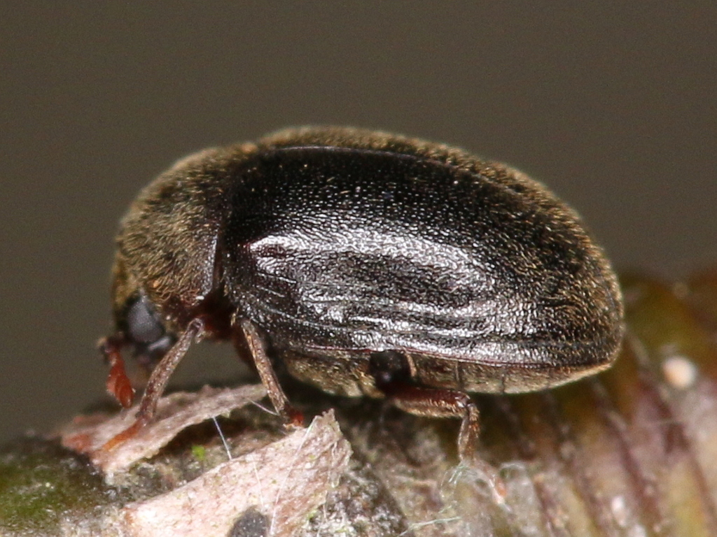 Dorcatoma flavicornis
