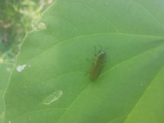 Agaeocera
