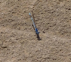 Argia funebris