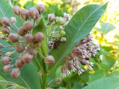 Tetraopes tetrophthalmus