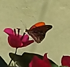 Dione vanillae
