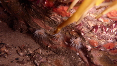 Anthothoe albocincta
