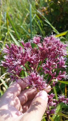 Eutrochium maculatum