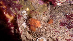 Anthothoe albocincta