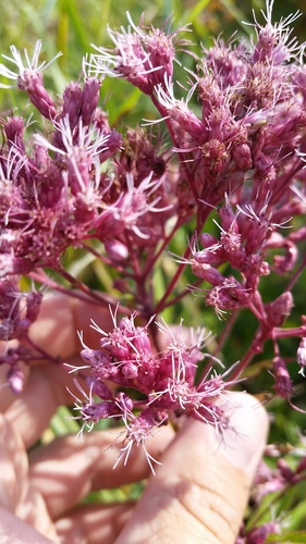 Eutrochium maculatum