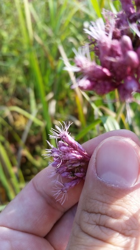 Eutrochium maculatum