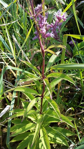 Eutrochium maculatum
