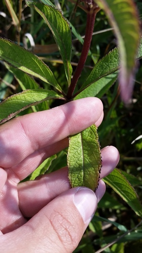 Eutrochium maculatum