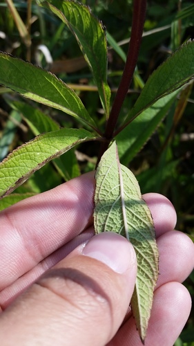 Eutrochium maculatum