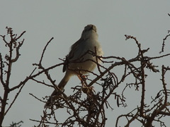 Prinia gracilis