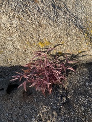 Penstemon clevelandii connatus