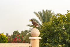 Acridotheres tristis