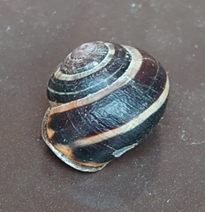 Cepaea nemoralis