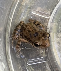 Eleutherodactylus orarius