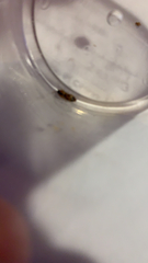 Aeolus mellillus