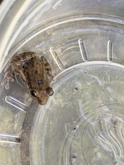 Eleutherodactylus orarius