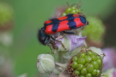 Trichodes favarius