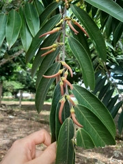 Xylopia aromatica