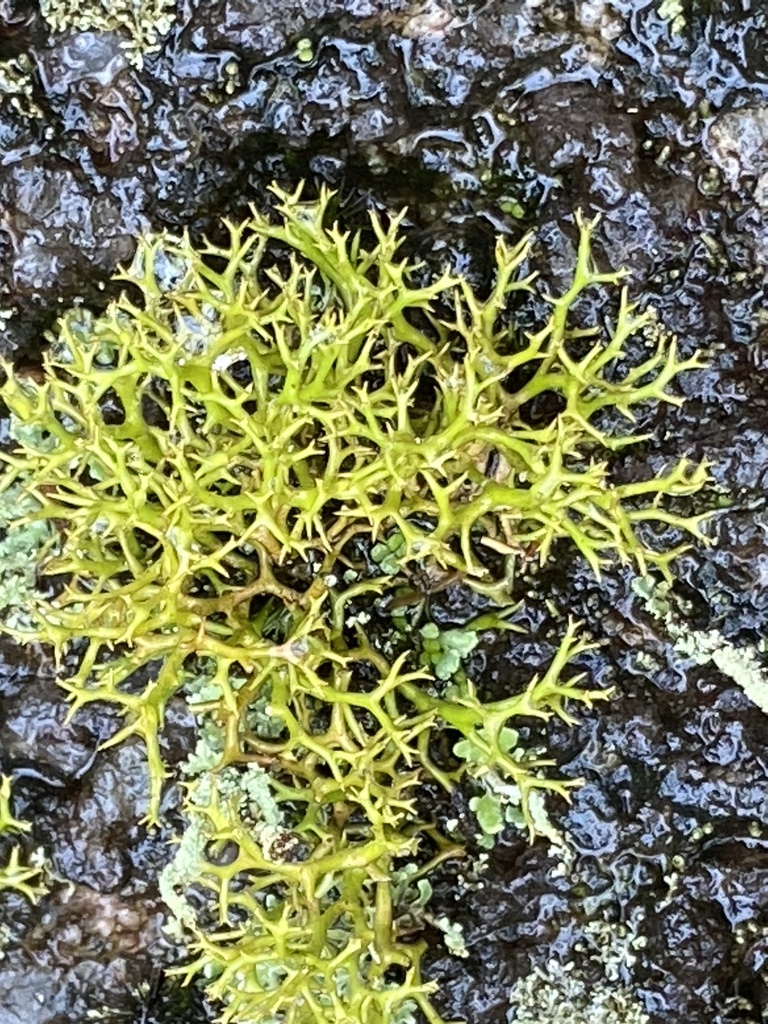 Cladias
