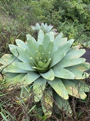 Alcantarea imperialis