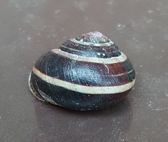 Cepaea nemoralis