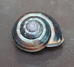 Cepaea nemoralis