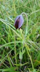 Calochortus purpureus