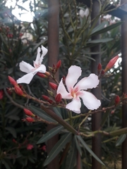 Nerium oleander