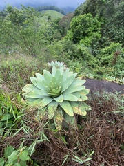 Alcantarea imperialis
