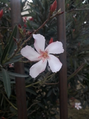 Nerium oleander