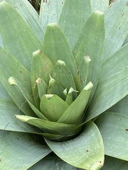 Alcantarea imperialis