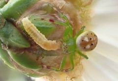 Tharrhalea pulleinei