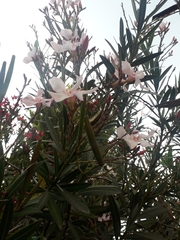 Nerium oleander