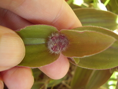Tradescantia cerinthoides