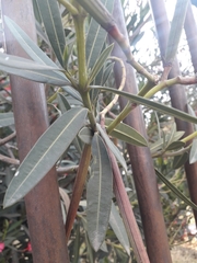 Nerium oleander