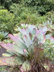 Alcantarea imperialis