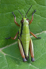 Micropodisma salamandra