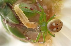 Tharrhalea pulleinei