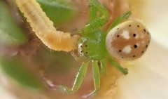 Tharrhalea pulleinei