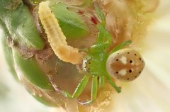 Tharrhalea pulleinei