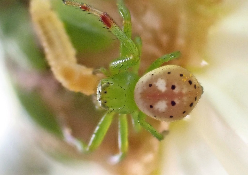 Tharrhalea pulleinei
