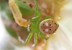 Tharrhalea pulleinei