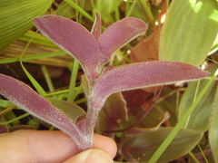 Tradescantia cerinthoides