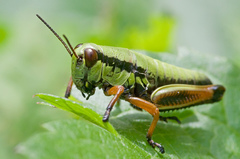 Micropodisma salamandra