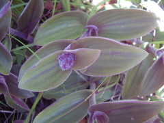 Tradescantia cerinthoides
